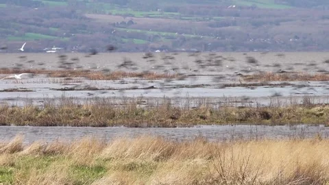 Flock of wading birds, Dee Estuary, Parkgate, Cheshire, England 스톡 동영상 282916418