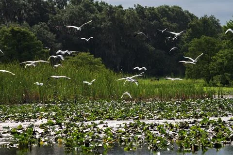 Flock of Wading Birds Taking Flight Over Wetland Marsh with Lily Pads, Florida Stock Photos