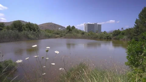 Flock of Waterbirds on Open Lagoon With Mountain Backdrop, Maristany, Mallorca Stock Footage 340589682