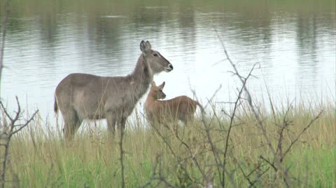 Flock of Waterbuck antelopes Stock Footage 24997718