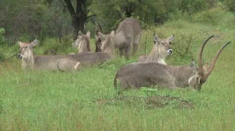 Flock of Waterbuck antelopes Stock-Footage 25600283