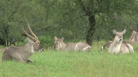 Flock of Waterbuck antelopes Stock Footage 25600417