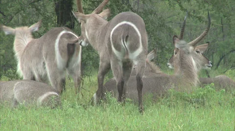 Flock of Waterbuck antelopes Stock Footage 25607036