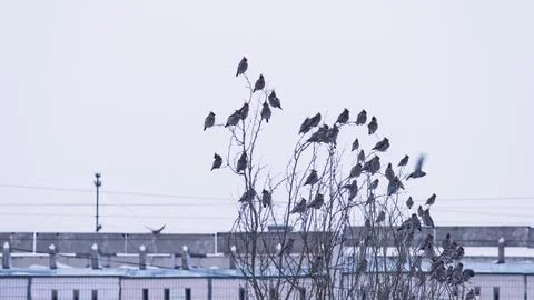 A flock of waxwings on thin tree branches against the background of a Stock Photos
