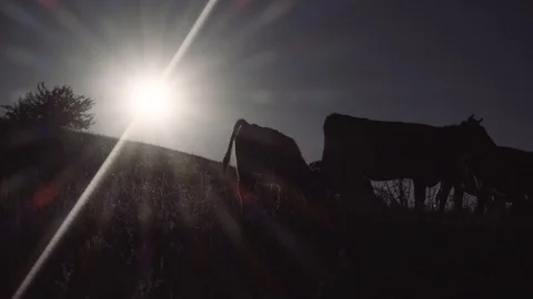 Flock weed up Stock Footage 97278001