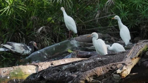 Flock of Western Cattle Egret (Ardea ibis) Collecting Nesting Material 스톡 동영상 339509847