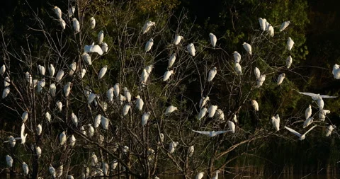 A flock  of western cattle egrets (bubulcus ibis) in a dormitory tree, the Ca Video stock 317557128
