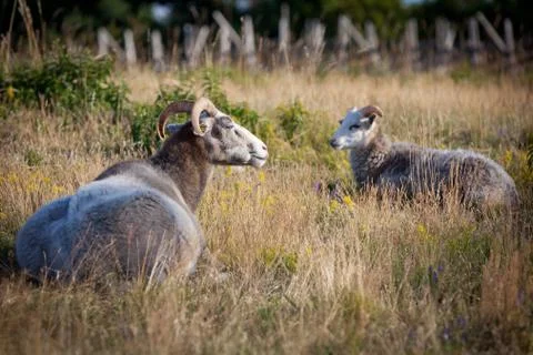 Flock of wheep Stock Photos