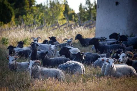 Flock of wheep Foto stock