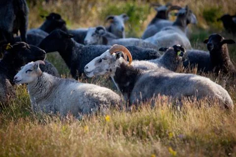 Flock of wheep Stock Photos