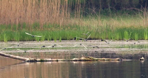 A flock of whiskered terns standing on a broken branch floating on the lake Stock Footage 253100101