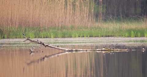 A flock of whiskered terns standing on a broken branch Stock Footage 253101625