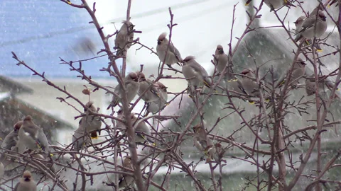 A flock of whistlers Stock Footage 142279658