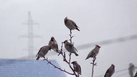 A flock of whistlers Stock Footage 142340019