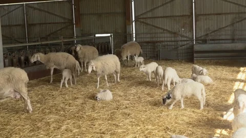 A flock of white and beige Assam sheep of different ages walk across hay on a Stock Footage 315674591