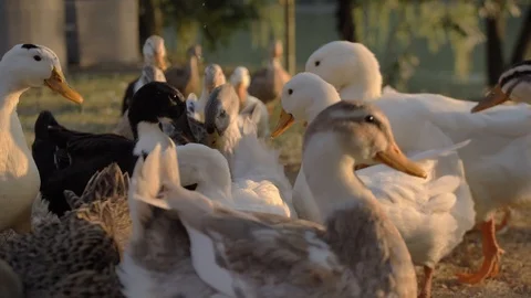A flock of white and variegated ducks pushing and eating from the ground Stock Footage 105355090