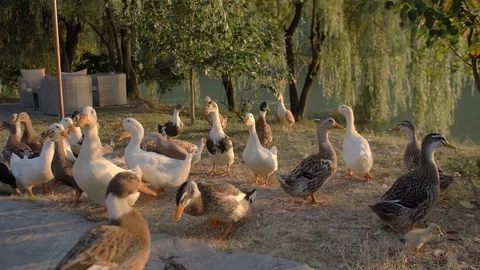 A flock of white and variegated ducks walks on the shore of the lake. Stock Footage 105355145