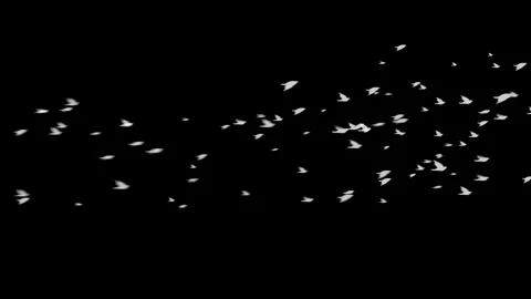 Flock of White Birds Flying Across Screen Particle Animation on Black Background Stock Footage 337228283