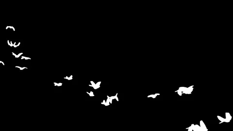 Flock of white birds flying on black background. Stock Footage 337008991