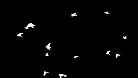 Flock of white birds flying on black background. Stock Footage 337008992