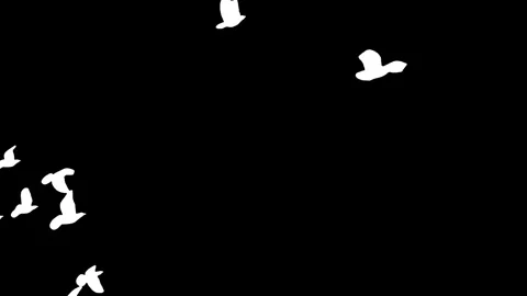 Flock of white birds flying on black background. Stock Footage 338382802
