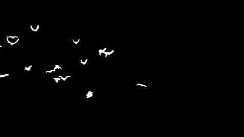 Flock of white birds flying on black background. Stock Footage 338382804