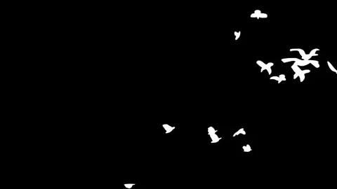 Flock of white birds flying on black background. Stock Footage 338382805