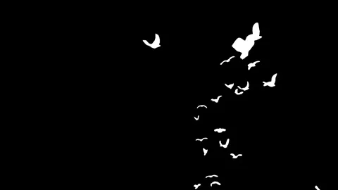 Flock of white birds flying on black background. Stock Footage 338382806