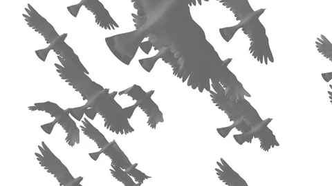 Flock of white birds flying by Stock Footage 83434646