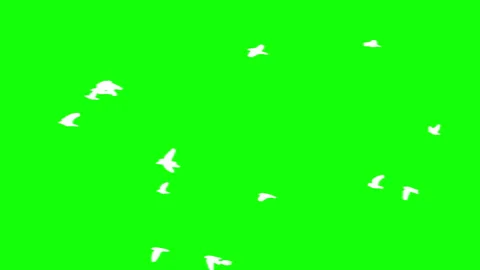 Flock of white birds flying on green background. Stock Footage 337008901