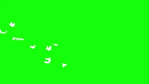 Flock of white birds flying on green background. Stock Footage 337008903