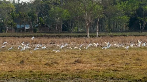 Flock of white birds flying over rural field Stock Footage 331277786