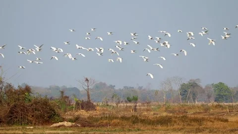 Flock of white birds flying over rural landscape Stock Footage 331277791