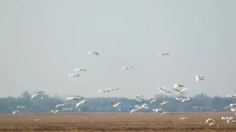 Flock of white birds flying over trees in open sky Video stock 331277809