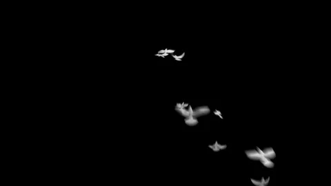 Flock of white birds flying into the shape of heart Vídeo Stock 125926676