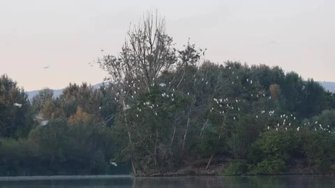 Flock of white birds flying on a tree 4k Stock Footage 317176477