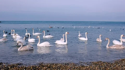 Flock of white birds swans floating at sea water with small waves near beach. Video stock 117698803