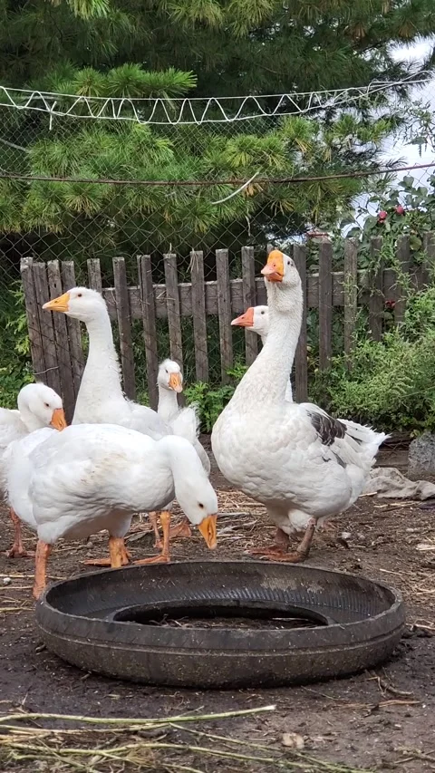 Flock of white cute geese in a cage drink water in summer day, vertical video fo Stock Footage 206928475