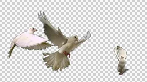 Flock of white doves - alpha Stock Footage 46333473