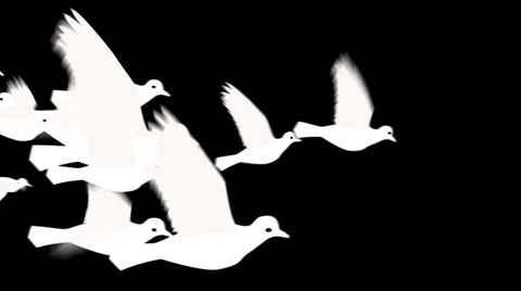 Flock of white doves Video stock 36130685