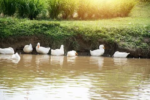 A flock of white ducks are playing in the water. Stock Photos