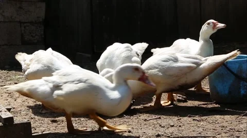 Flock of white ducks eating Video stock 202610538
