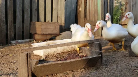 Flock of white ducks on the farm Stock Footage 202610801