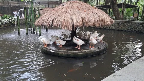 A flock of white ducks gathering on a garden pond with a mini straw hut Видео 339617199