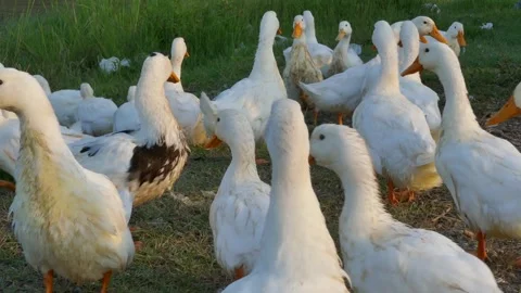 A flock of white ducks with orange beaks walks along the grassy riverside Stock Footage 318681524