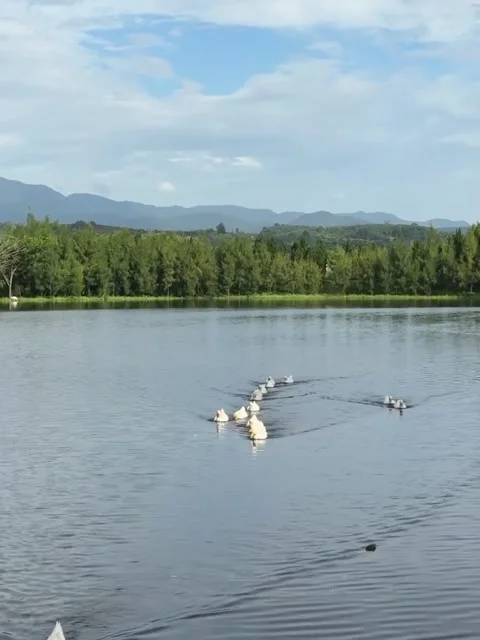 Flock of White Ducks Swimming in a Line on a Lake Video stock 342265011