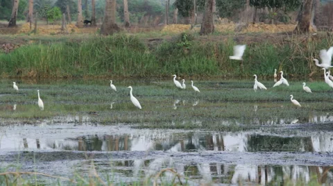 Flock of White Egrets Flying Away Stockbeeldmateriaal 59786913