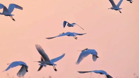 Flock of white egrets flying over a marsh at sunset Vídeos de archivo 334824503