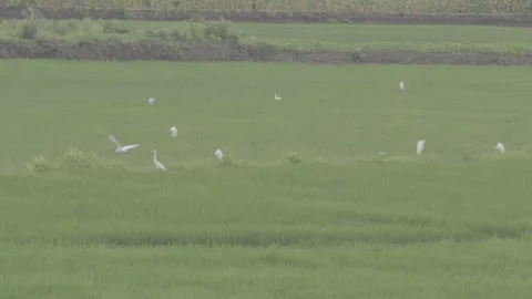 Flock of white egrets foraging in green rice paddy field Stock-Footage 343587186