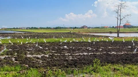 Flock of White Egrets Foraging in a Muddy Rice Field Stock Photos